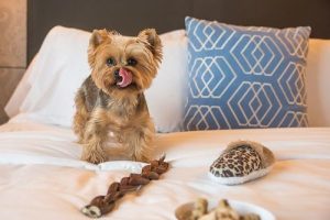 Reasons why pet-friendly hotels are the best